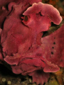   Rhinopias eschmeyeri Eschmeyers scorpion fish  